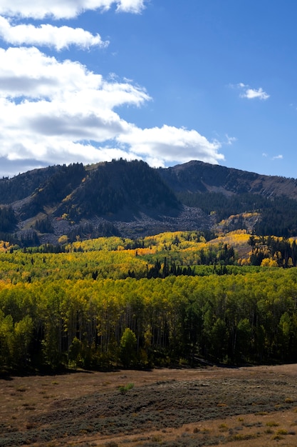 Vista de la naturaleza vegetación de estados unidos.