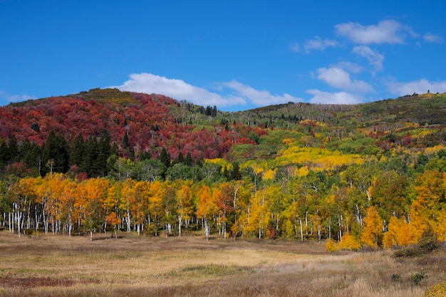 Foto gratuita vista de la naturaleza vegetación de estados unidos.