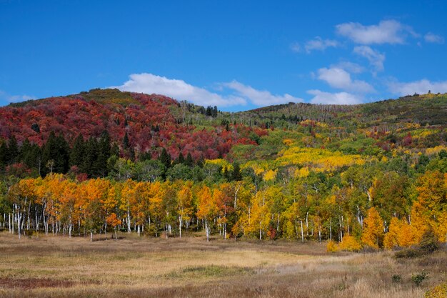 Vista de la naturaleza vegetación de estados unidos.