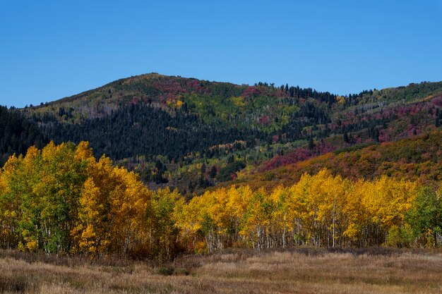 Vista de la naturaleza vegetación de estados unidos.