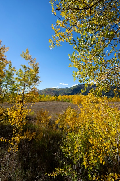 Vista de la naturaleza vegetación de estados unidos.