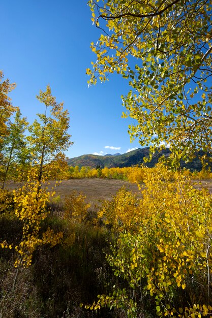 Vista de la naturaleza vegetación de estados unidos.