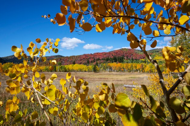 Vista de la naturaleza vegetación de estados unidos.