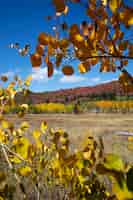 Foto gratuita vista de la naturaleza vegetación de estados unidos.