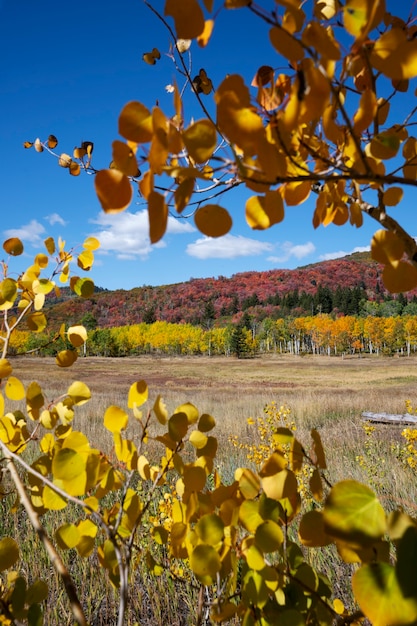 Vista de la naturaleza vegetación de estados unidos.