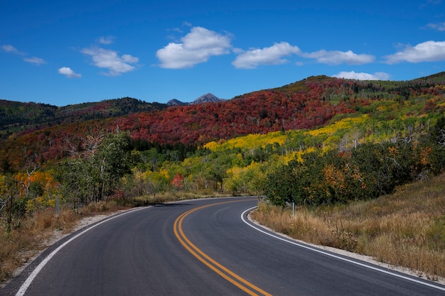 Foto gratuita vista de la naturaleza vegetación de estados unidos.