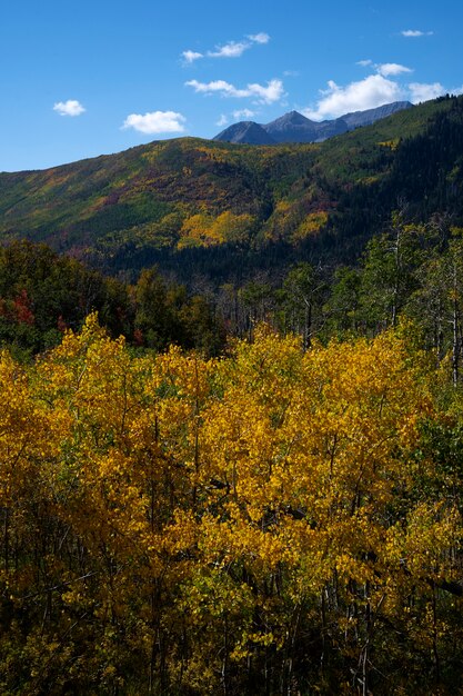 Vista de la naturaleza vegetación de estados unidos.