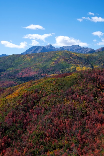 Vista de la naturaleza vegetación de estados unidos.