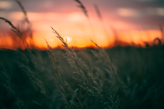 Vista pacífica de la luz del atardecer