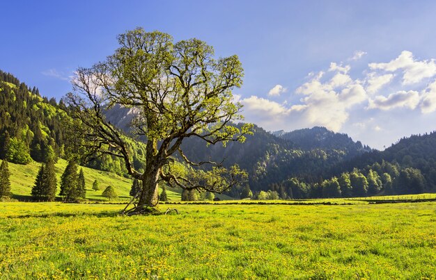 Vista del paisaje alpino cerca de Gunzesried en Baviera, Alemania capturado durante el día