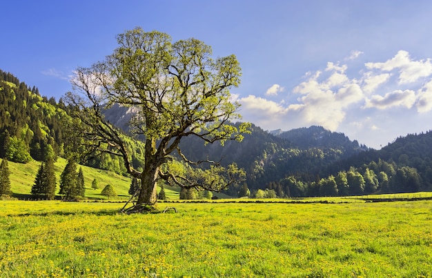 Vista del paisaje alpino cerca de Gunzesried en Baviera, Alemania capturado durante el día