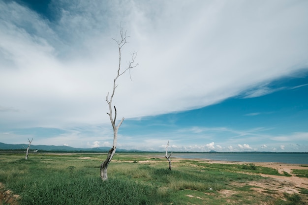 vista del paisaje del árbol muerto