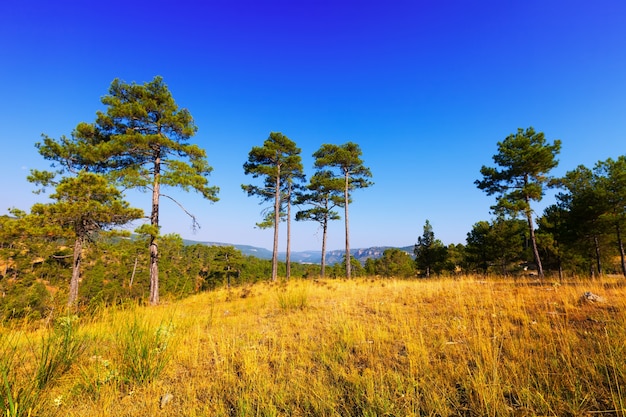 Vista del paisaje de las montañas del bosque