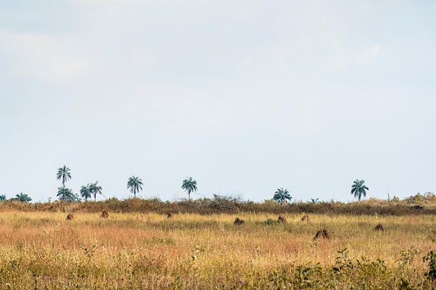Vista del paisaje de la naturaleza africana con árboles
