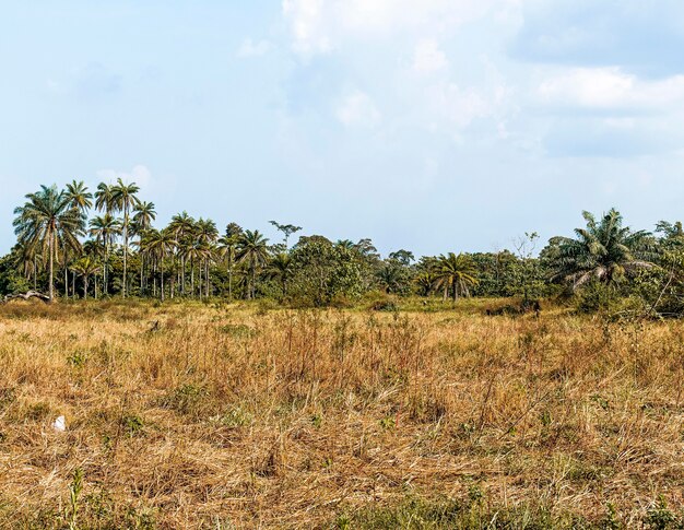 Vista del paisaje de la naturaleza africana con árboles