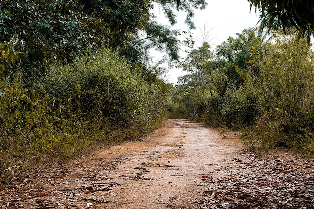 Vista del paisaje de la naturaleza africana con carreteras y vegetación