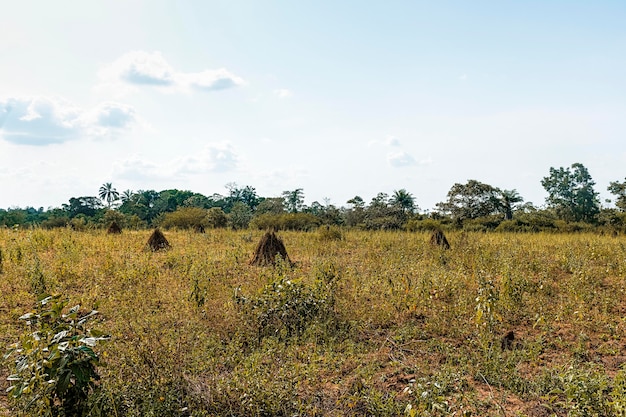 Vista del paisaje de la naturaleza africana con vegetación y árboles