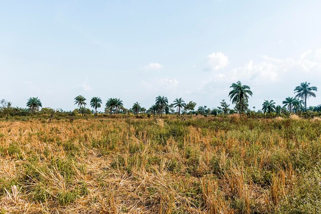 Vista del paisaje de la naturaleza africana con vegetación y árboles