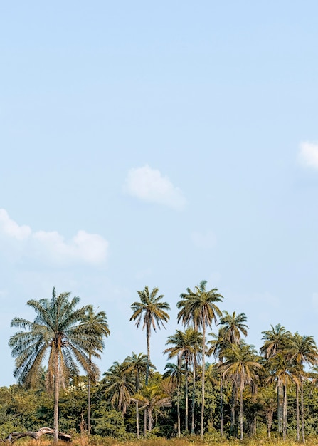 Vista del paisaje de la naturaleza africana con vegetación y espacio de copia