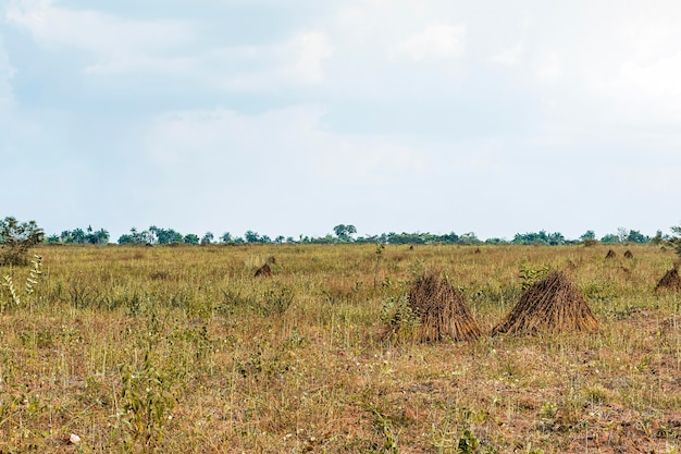 Foto gratuita vista del paisaje de la naturaleza africana con vegetación