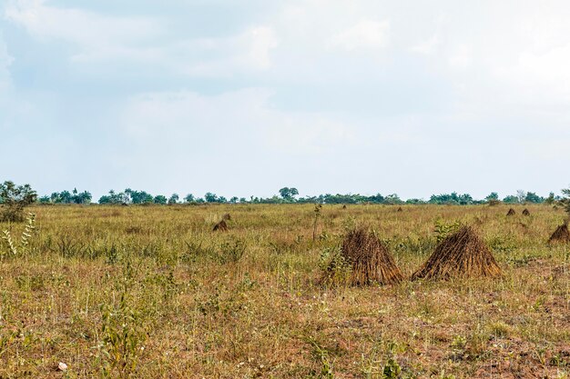 Vista del paisaje de la naturaleza africana con vegetación