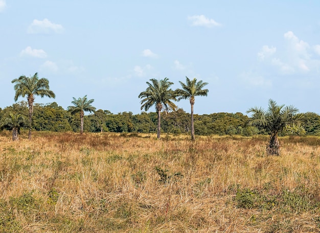 Vista del paisaje de la naturaleza africana con vegetación.