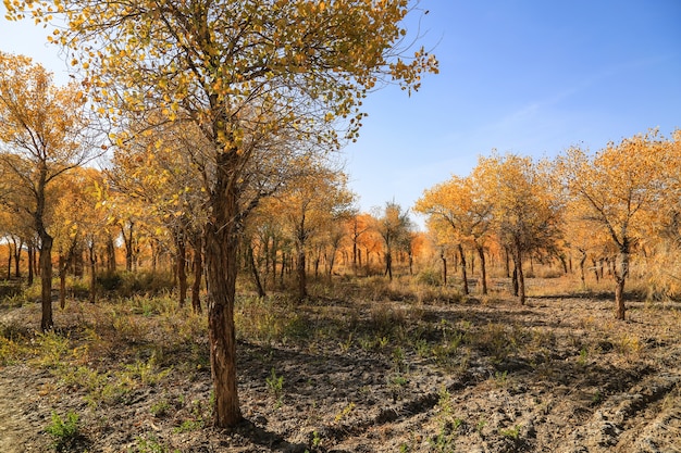 Vista de paisaje de otoño