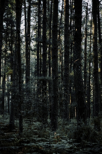 Vista panorámica de altos árboles tropicales que crecen en el bosque