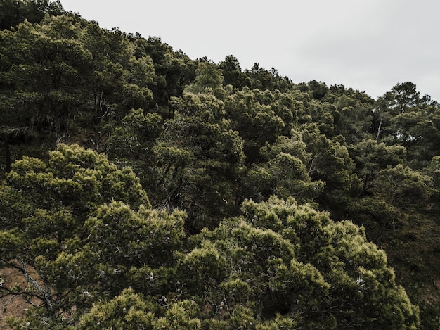 Vista panorámica de los árboles que crecen en el bosque