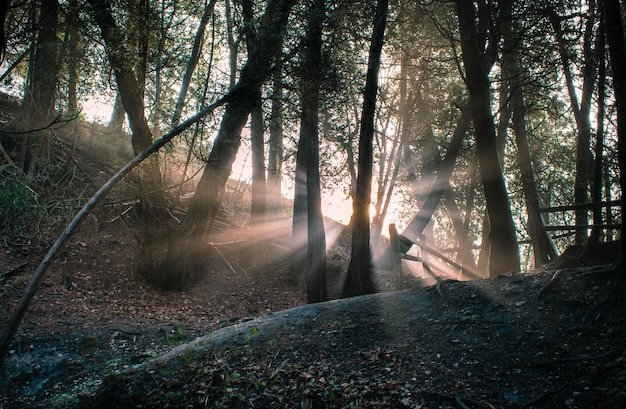 Vista panorámica de un bosque con árboles altos que bloquean el sol