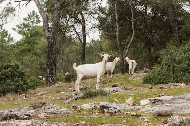 Vista panorámica de cabras salvajes en la naturaleza.