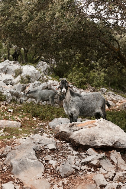 Vista panorámica de cabras salvajes en la naturaleza.