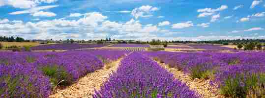 Foto gratuita vista panorámica del campo de lavanda y cielo nublado, francia