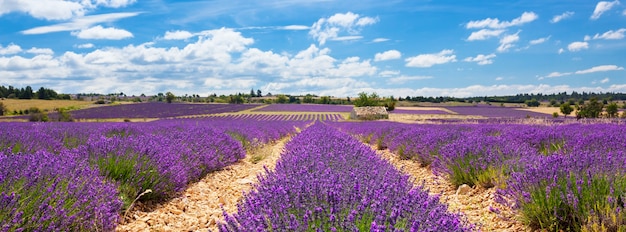 Vista panorámica del campo de lavanda y cielo nublado, Francia