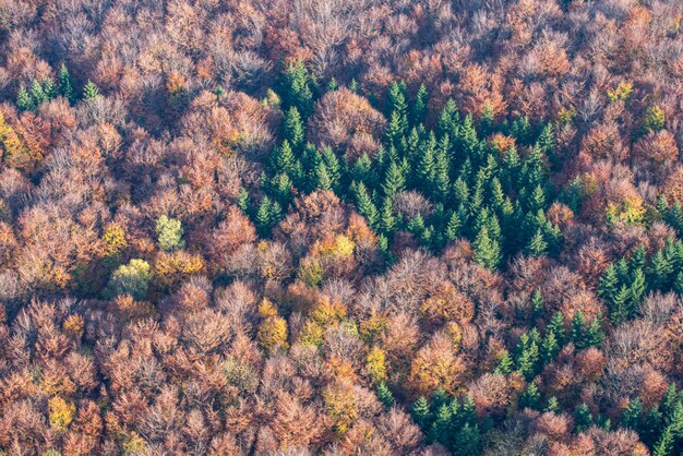 Foto gratuita vista panorámica de un hermoso bosque de árboles amarillos y rojos con escasos árboles verdes