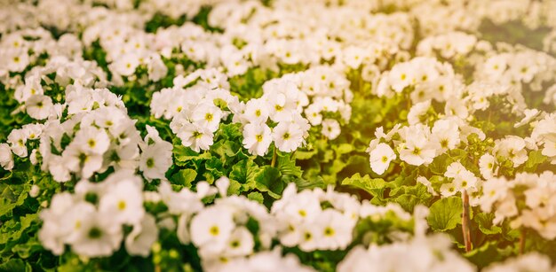 Vista panorámica de pequeñas flores blancas en el jardín.