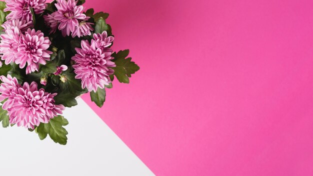 Vista panorámica del ramo de flores de crisantemo sobre fondo blanco y rosa