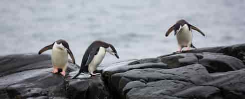 Foto gratuita vista panorámica de tres pingüinos sobre las piedras en la antártida