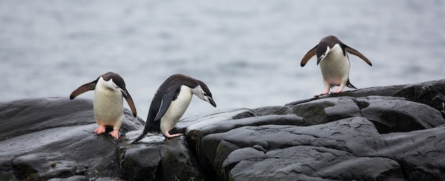 Vista panorámica de tres pingüinos sobre las piedras en la Antártida