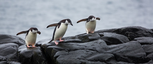 Vista panorámica de tres pingüinos sobre las piedras en la Antártida