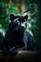 Foto gratuita vista de pantera negra en la naturaleza