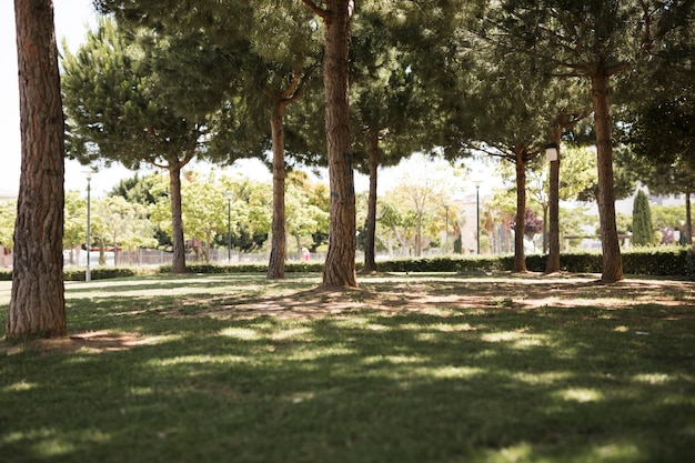 Foto gratuita vista del parque urbano de pino.