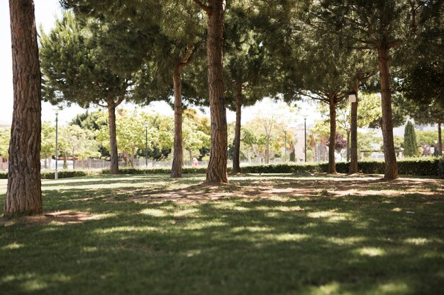 Vista del parque urbano de pino.