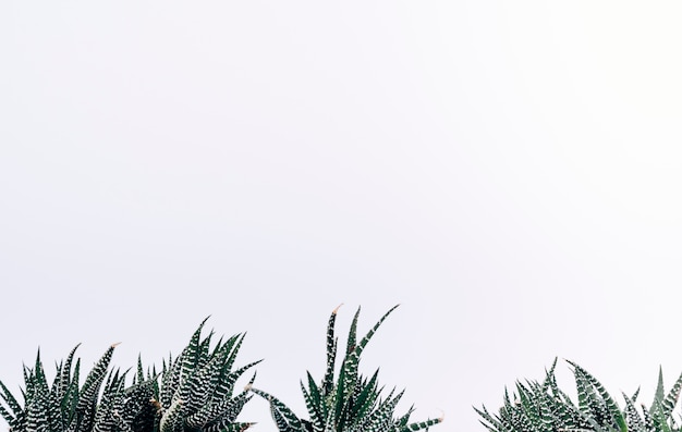 Vista de las pequeñas plantas de cactus cebra