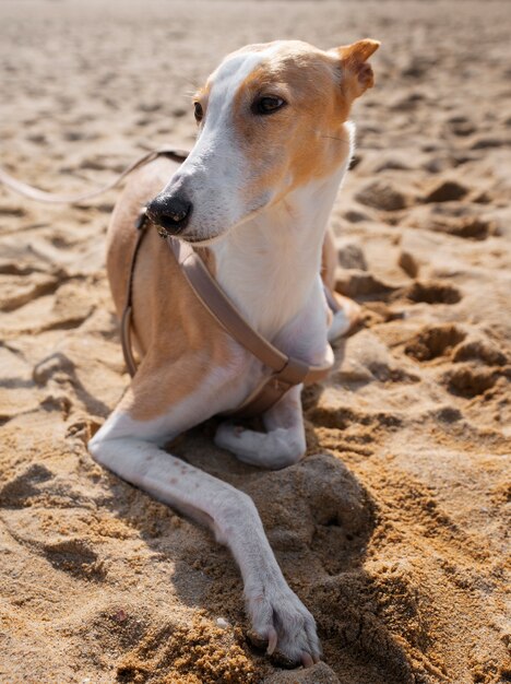 Foto gratuita vista del perro galgo en la playa