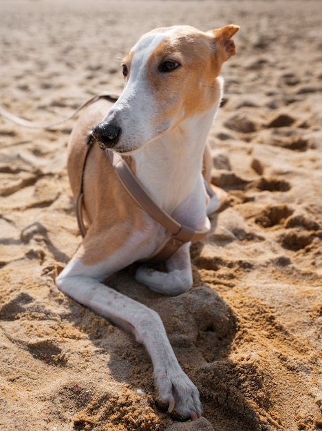 Vista del perro galgo en la playa
