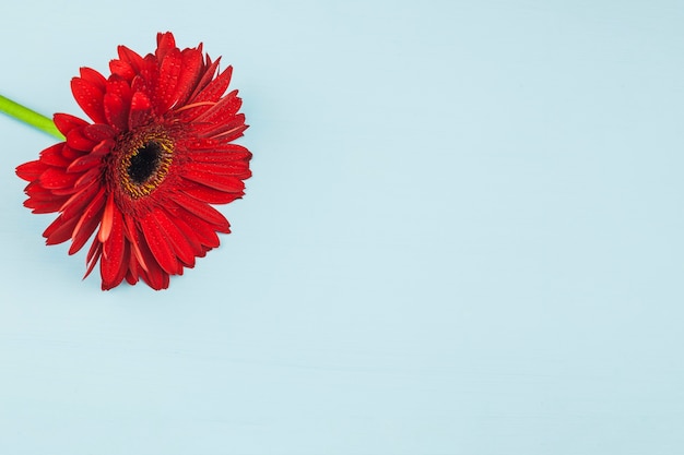 Foto gratuita vista en planta de una flor roja