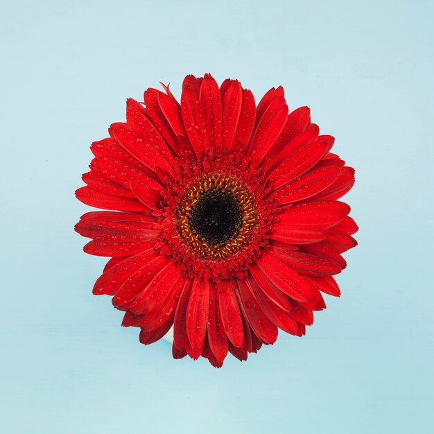 Vista en planta de una flor roja