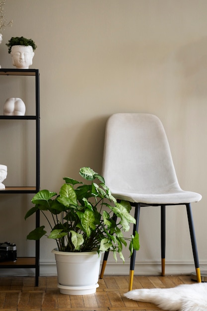 Vista de planta en maceta en habitación con silla y estantería.