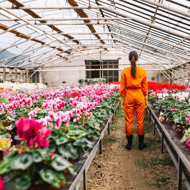 Vista posterior de un jardinero de pie cerca de flores que crecen en invernadero